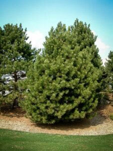 Сосна Чёрная (Pinus Nigra) купить по цене от 270.00р. в интернет-магазине «Посадика» с доставкой почтой в в Дальнереченске и по всей России – [изображение №1].