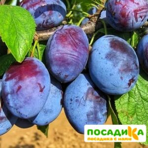 Слива Чачакская ранняя купить по цене от 229.00р. в интернет-магазине «Посадика» с доставкой почтой в в Дальнереченске и по всей России – [изображение №1].