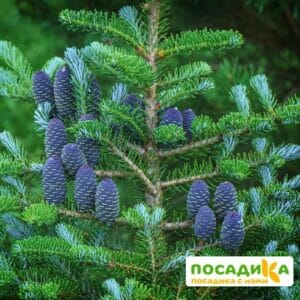 Пихта корейская (Abies koreana) купить по цене от 450.00р. в интернет-магазине «Посадика» с доставкой почтой в в Дальнереченске и по всей России – [изображение №1].