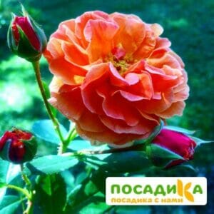 Роза Арабия купить по цене от 350.00р. в интернет-магазине «Посадика» с доставкой почтой в в Дальнереченске и по всей России – [изображение №1].