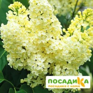 Сирень Примроуз (Primrose) купить по цене от 529.00р. в интернет-магазине «Посадика» с доставкой почтой в в Дальнереченске и по всей России – [изображение №1].