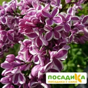 Сирень Сенсация купить по цене от 529.00р. в интернет-магазине «Посадика» с доставкой почтой в в Дальнереченске и по всей России – [изображение №1].