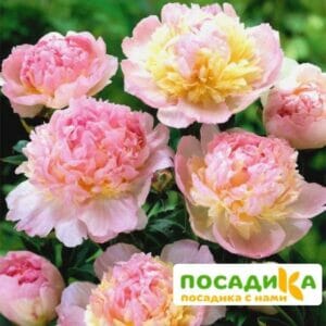 Пион Распберри Сандей (Paeonia Raspberry Sundae) купить по цене от 959р. в интернет-магазине «Посадика» с доставкой почтой в в Дальнереченске и по всей России – [изображение №1].