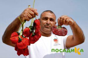 Клубника Гигант Джорнея купить по цене от 266р. в интернет-магазине «Посадика» с доставкой почтой в в Дальнереченске и по всей России – [изображение №1].