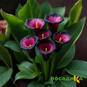 Калла Аура Лейс купить по цене от 400р. в интернет-магазине «Посадика» с доставкой почтой в в Дальнереченске и по всей России – [изображение №1].