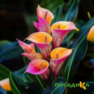 Калла Оникс купить по цене от 450р. в интернет-магазине «Посадика» с доставкой почтой в в Дальнереченске и по всей России – [изображение №1].