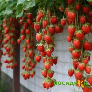 Клубника вьющаяся Комплимент купить по цене от 470р. в интернет-магазине «Посадика» с доставкой почтой в в Дальнереченске и по всей России – [изображение №1].
