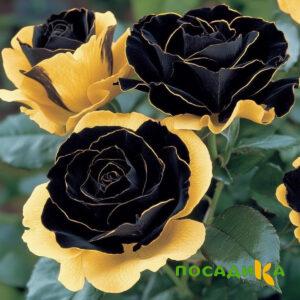 Роза Ханни Сикл купить по цене от 700р. в интернет-магазине «Посадика» с доставкой почтой в в Дальнереченске и по всей России – [изображение №1].