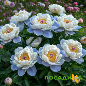 Пион акварельный Этюд купить по цене от 806р. в интернет-магазине «Посадика» с доставкой почтой в в Дальнереченске и по всей России – [изображение №1].