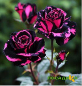 Роза Багровый Шепот купить по цене от 366р. в интернет-магазине «Посадика» с доставкой почтой в в Дальнереченске и по всей России – [изображение №1].