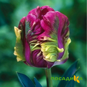 Тюльпан Экзотик Хэвен купить по цене от 186р. в интернет-магазине «Посадика» с доставкой почтой в в Дальнереченске и по всей России – [изображение №1].