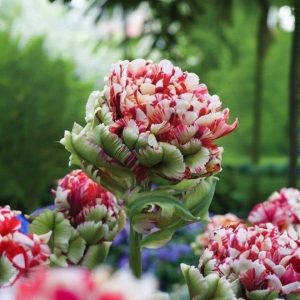 Тюльпан Дабл Флеминг Берд купить по цене от 249р. в интернет-магазине «Посадика» с доставкой почтой в в Дальнереченске и по всей России – [изображение №1].