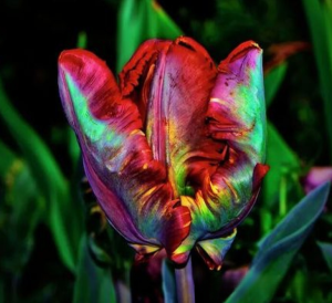 Тюльпан Эирпрайз купить по цене от 270р. в интернет-магазине «Посадика» с доставкой почтой в в Дальнереченске и по всей России – [изображение №1].